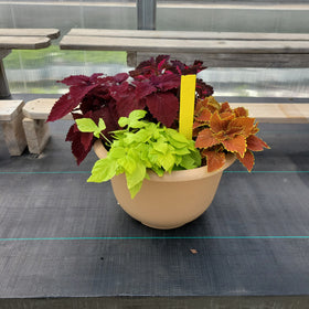 Coleus (Sun) - 14" Wide x 10" Tall Tan Plastic Pot - 0