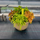 Coleus (Sun) - 14" Wide x 10" Tall Tan Plastic Pot-3