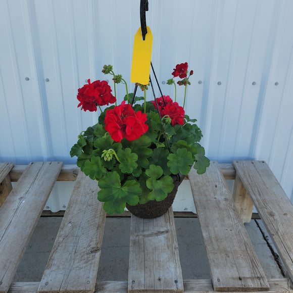 Geranium Hanging Basket - 10" Diameter