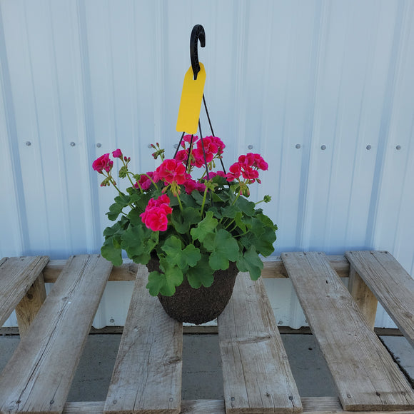 Geranium Hanging Basket - 10" Diameter