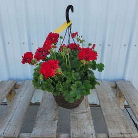 Geranium Hanging Basket - 12" Diameter