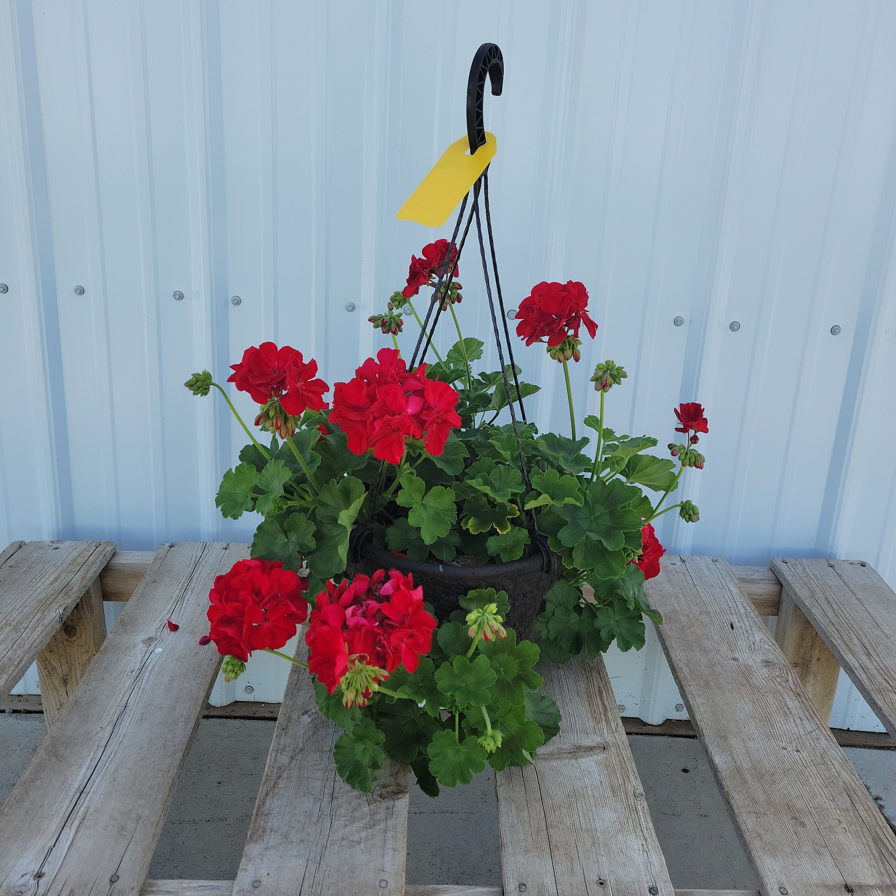 hanging geranium plants Geranium Hanging Basket With Sides Planted - 12