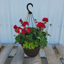Geranium Hanging Basket with Trailing Plant- 12" Diameter-1