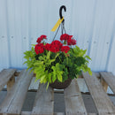 Geranium Hanging Basket with Trailing Plant- 12" Diameter-3