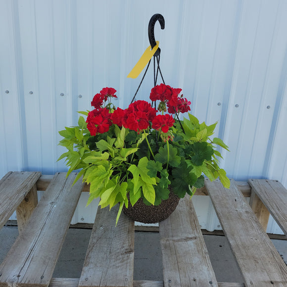 Geranium Hanging Basket with Trailing Plant- 12" Diameter