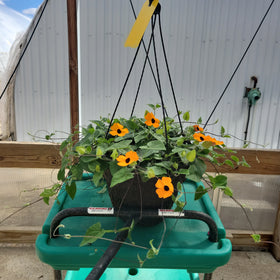 Thunbergia Hanging Basket - 10" Diameter