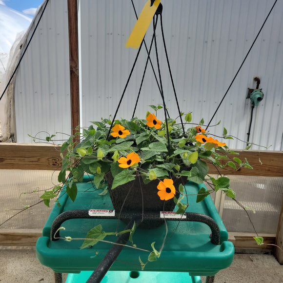 Thunbergia Hanging Basket - 10" Diameter