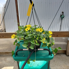 Thunbergia Hanging Basket - 10" Diameter - 0