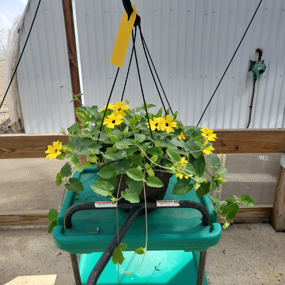 Thunbergia Hanging Basket - 10" Diameter