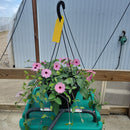 Thunbergia Hanging Basket - 10" Diameter-3