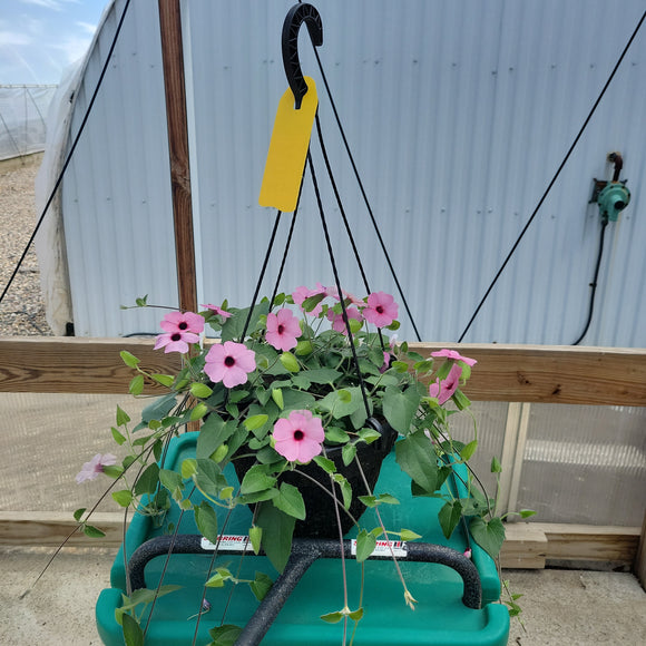 Thunbergia Hanging Basket - 10" Diameter