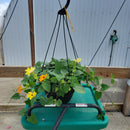 Thunbergia Hanging Basket - 10" Diameter-4