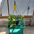 Thunbergia Hanging Basket - 10" Diameter-5