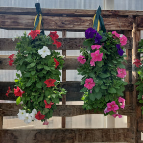 Flower Pouch - Petunia