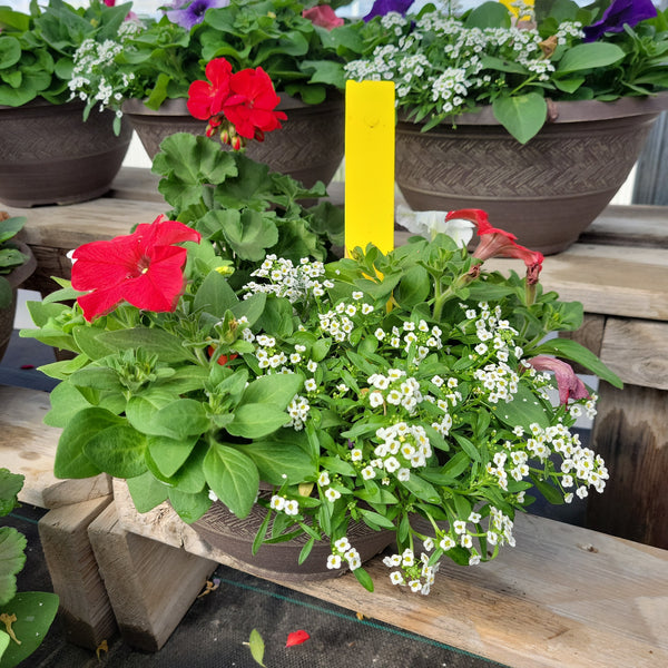 Small Planter (Sun) - 12" Round Bowl
