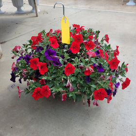Trailing Petunia Hanging Basket - 10" Diameter