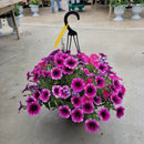 Trailing Petunia Hanging Basket - 10" Diameter-2