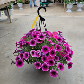 Trailing Petunia Hanging Basket - 10" Diameter - 0