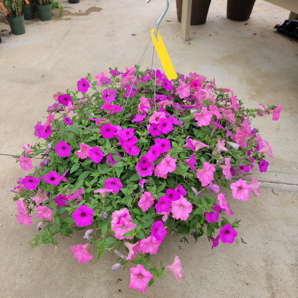 Trailing Petunia Hanging Basket - 14" Diameter