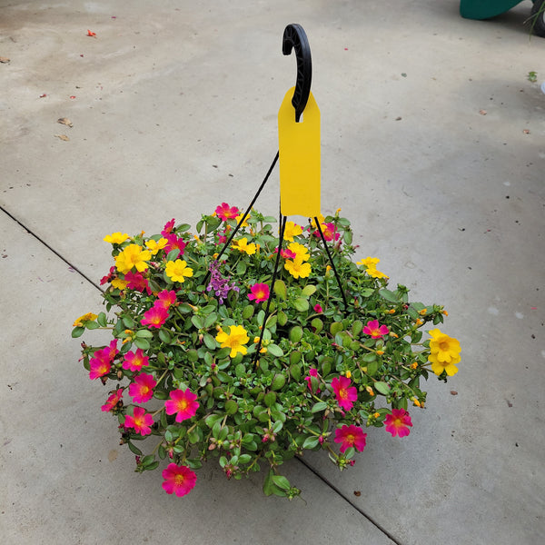 Trailing Portulaca (Moss Rose) Hanging Basket - 10" Diameter