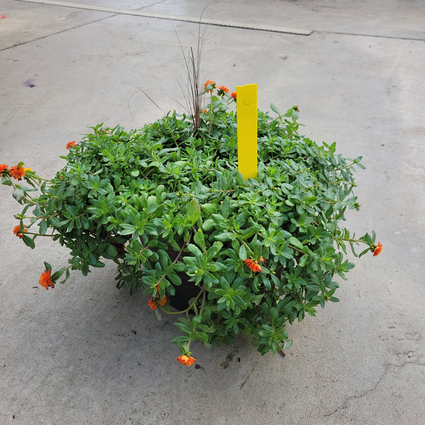 Trailing Portulaca (Moss Rose) - 12" Wide x 10" Tall Gold Wash Plastic Pot