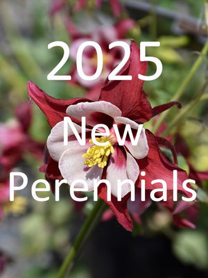 2025 perennial new