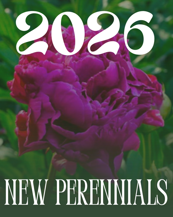 2026 new perennials