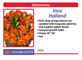 Alstroemeria - Inca Holland