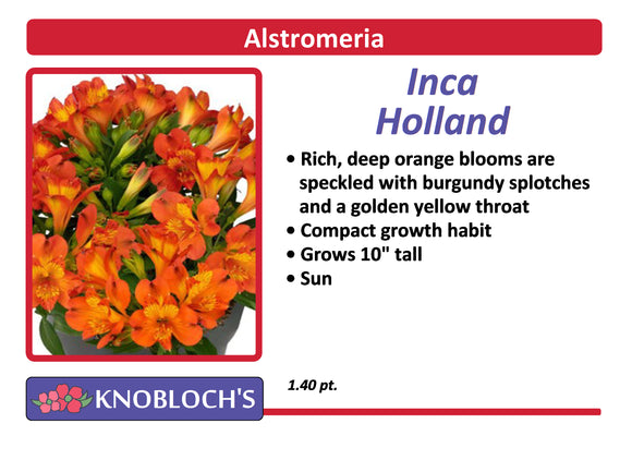 Alstroemeria - Inca Holland