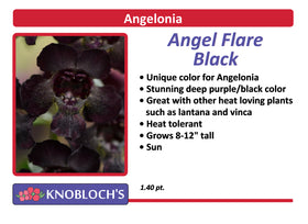 Angelonia - Angel Flare Black