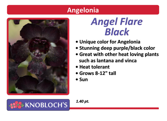 Angelonia - Angel Flare Black