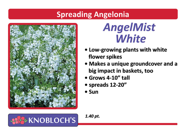 Angelonia - Spreading AngelMist White