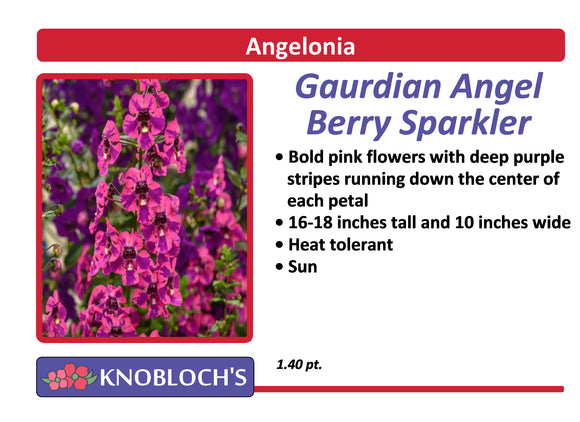Angelonia - Guardian Angel Berry Sparkles