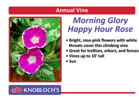 Vine - Morning Glory Happy Hour Rose