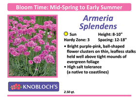 Armeria - Splendens
