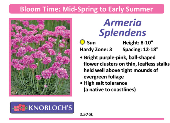 Armeria - Splendens