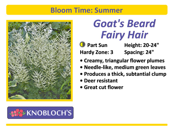 Aruncus - Goat's Beard Fairy Hair