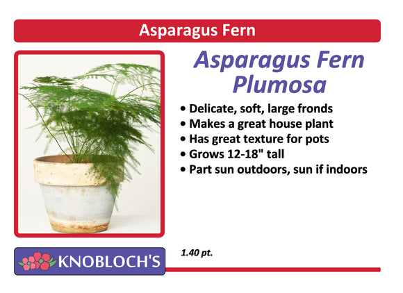 Asparagus Fern - Plumosa