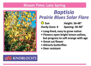 Baptisia - Australis Prairie Blues Solar Flare