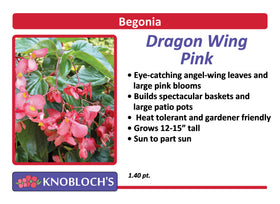 Begonia - Dragon Wing Pink