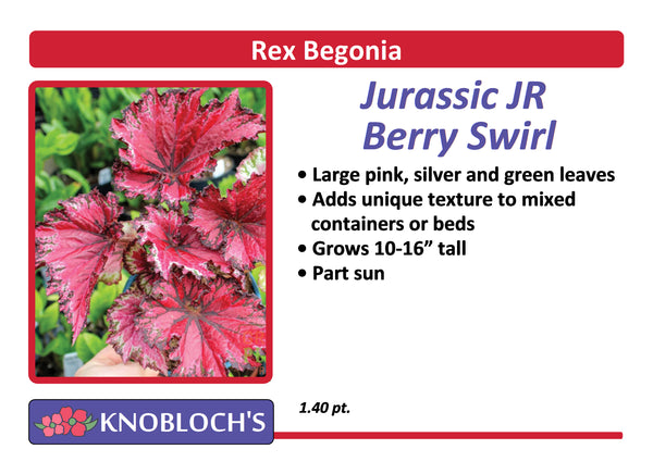 Begonia Rex - Jurassic JR Berry Swirl