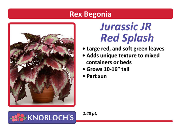 Begonia Rex - Jurassic JR Red Splash