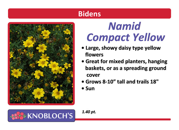 Bidens - Namid Compact Yellow