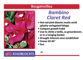 Bougainvillea - Bambino Claret Red