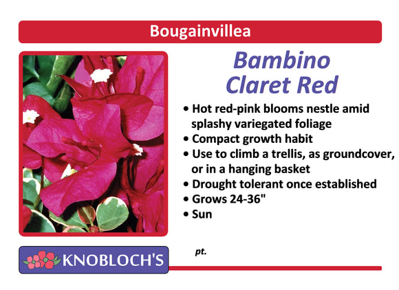 Bougainvillea - Bambino Claret Red