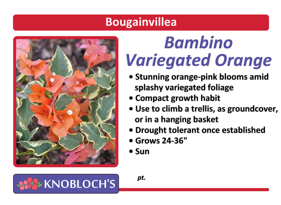 Bougainvillea - Bambino Variegated Orange