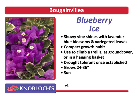 Bougainvillea - Blueberry Ice