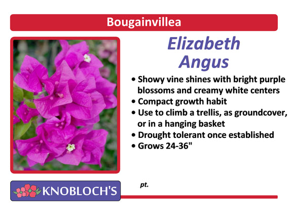 Bougainvillea - Elizabeth Angus