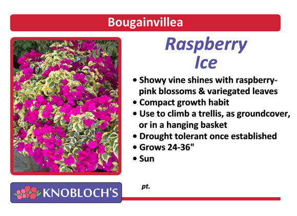 Bougainvillea - Raspberry Ice