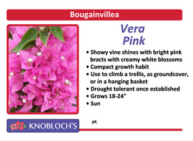 Bougainvillea - Vera Pink